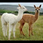 Descubre el misterioso rumiante andino parecido a la llama en solo 11 palabras