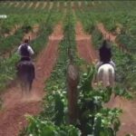 Descubre la belleza de la Finca Los Aljibes en Albacete