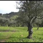 Descubre la belleza natural de Finca Los Pilones del Valle