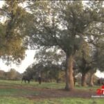 Descubre la belleza natural de la Finca El Cotillo en Jaén