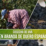Descubre la belleza y tranquilidad de las fincas en Aranda de Duero
