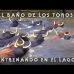 Descubre la emoción de la plaza de tientas: la doma en su máxima expresión