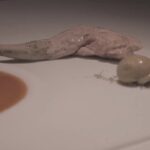 Descubre la gastronomía mediterránea en RTE Les Moles Ulldecona