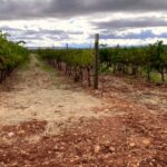 Descubre la historia y el sabor de la bodega Osborne en Malpica de Tajo