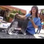 Descubre la mejor peluquería en Sant Esteve Sesrovires con servicios de calidad