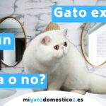 Descubre la raza de gato con aspecto persa y pelo corto
