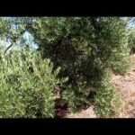 Descubre la tranquilidad en Finca Los Olivos, Ontigola