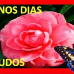 Descubre las mejores frases de buenos días con flores para empezar el día con alegría