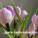 Descubre los beneficios de las flores de menta y canela en infusiones