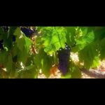 Descubre los sabores de la tierra en la ruta del vino de Granada