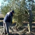 Descubre los secretos de la almazara San Cristóbal Cañada