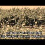 Descubre los secretos de las bodegas de Valdevimbre