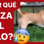 Descubre por qué el pelo del lomo de tu perro se eriza