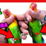 Diferencias entre agapornis macho y hembra guía completa y útil
