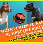Diferencias entre Pitbull y American Stanford Guía para identificarlas