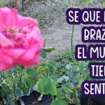 El confort de las frases para dormir en tus brazos