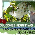 El espectáculo del otoño Por qué los árboles cambian de color