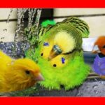 El misterioso propósito del golpe de las aves con su pico