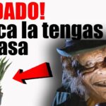 El origen de los presagios y su relación con la suerte