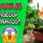 El poder de las flores en la relación entre suegras y nueras