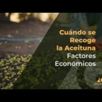 El precio actual de la aceituna para la temporada y cómo aprovecharlo