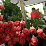 El precio de las rosas rojas en España: ¿cuánto deberías esperar pagar?