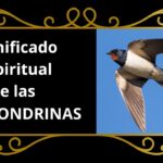 El significado de la llegada de golondrinas a tu hogar descúbrelo aquí