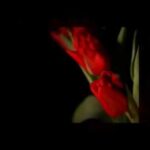 Encuentra la belleza natural en las mejores floristerías de A Coruña