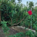 Encuentra tu oasis en la naturaleza: alquiler de casa en Huerta Archena