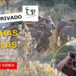 Estado actual del clima en Morrón de Sierra Espuña actualizaciones en tiempo real