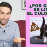 Evita la caca pegada en el pelaje de tu gato Consejos prácticos