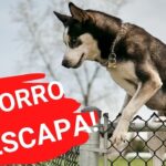 Evita la fuga de caca de tu perro en los paseos Consejos prácticos
