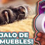 Evita que tu gato suba a los muebles con estos consejos