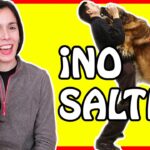 Evita saltos y mordidas Entrena a tu perro en 5 pasos