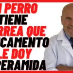 ¿Fortasec para perros? Descubre los riesgos y precauciones