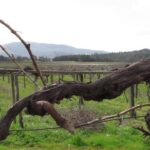 Fotografías impresionantes de las bodegas La Val que te transportarán a los viñedos