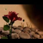 Fragmento de la rosa del Principito