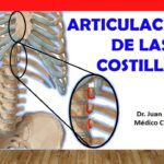 Función del ligamento intraarticular en la cabeza de la costilla explicación detallada