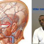 Función y ubicación de las venas yugulares en el cuello
