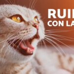 ¿Gato haciendo ruidos extraños? Descubre la causa y solución