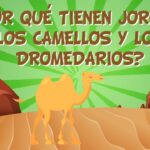 Grupo de Camellos Dromedarios y Llamas