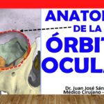 Guía rápida ¿Qué es una articulación y cómo funciona?