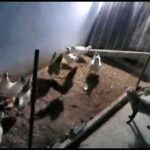 Horario de ataques de zorros a gallineros ¿Cómo proteger tus aves?