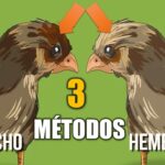 Identifica el género de tu pollo de 3 meses características físicas clave