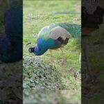 Identificación de género en caracoles características físicas y diferencias