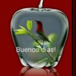 Imágenes de buenos días animadas gratis: Despierta con alegría