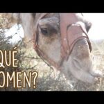 La alimentación de los camellos de los Reyes Magos todo lo que debes saber