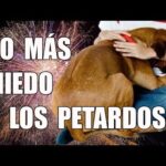 La ética de picar a un perro en la caza técnicas seguras y efectivas