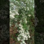 La fuerza de la naturaleza significado de 'podrán cortar todas las flores'