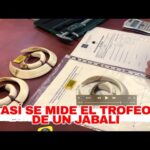 La importancia de la cuerna en ciervos jóvenes guía para cazadores'
